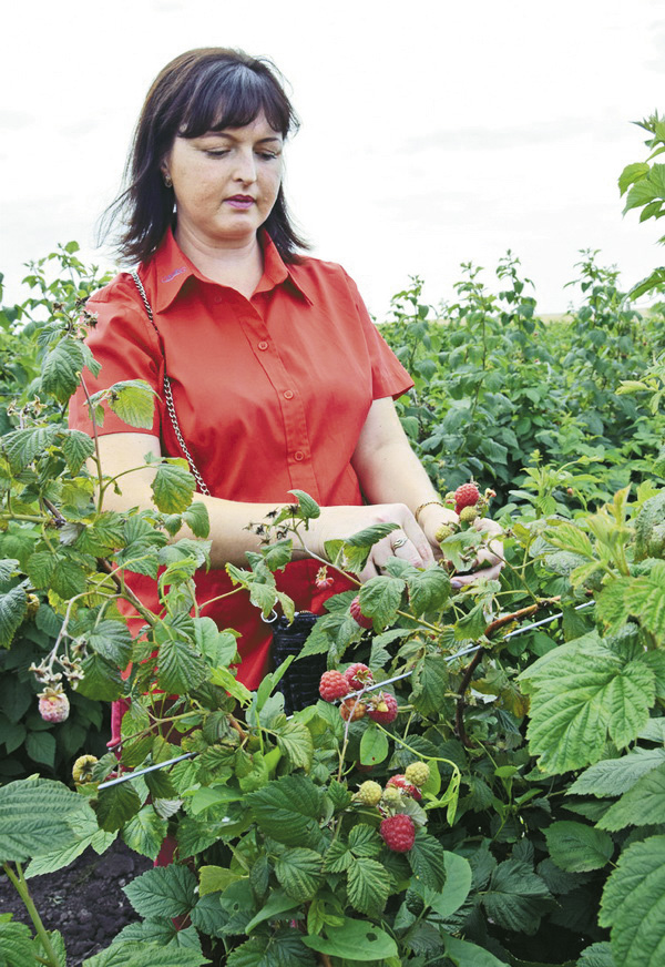 Вирощування малини стало для Наталії Меліш родинним бізнесом. Фото автора